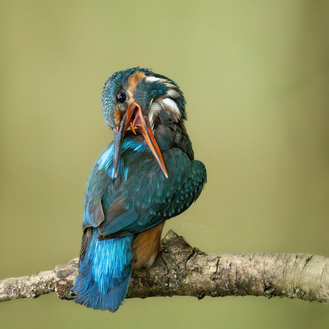 Kingfisher in Amsterdam