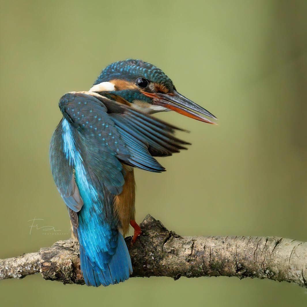 Kingfisher in Amsterdam